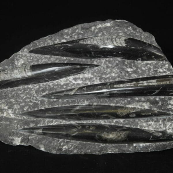 Orthoceras Plaque Black 5 cuts